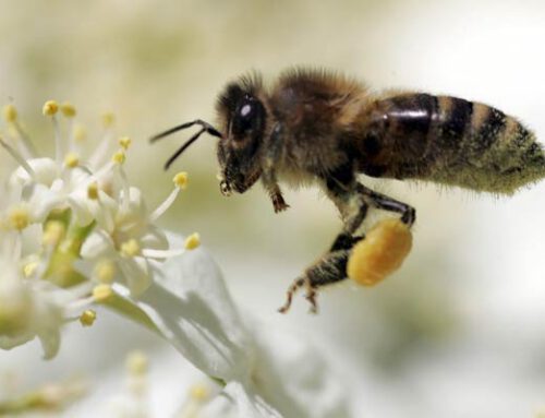 Los campos electromagnéticos de las torres de alta tensión estresan a las abejas