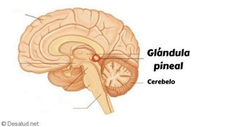 glandula pineal